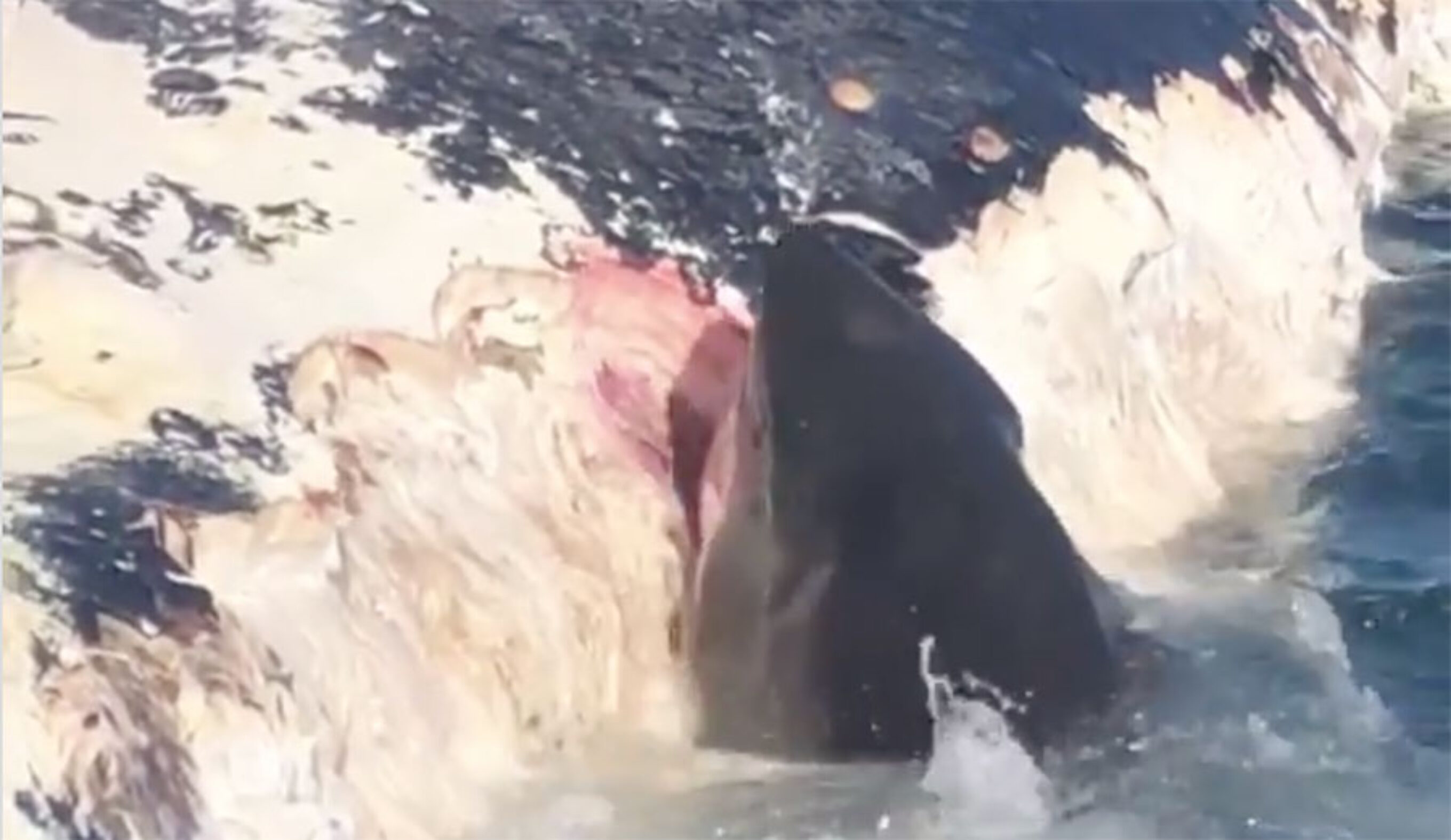 Great white shark eat whale carcass