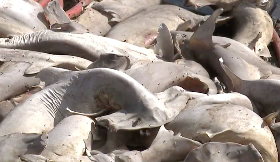 dead-hammerhead-sharks-honolulu