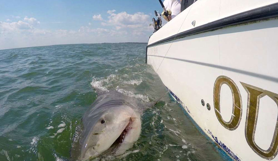 tiger shark south carolina