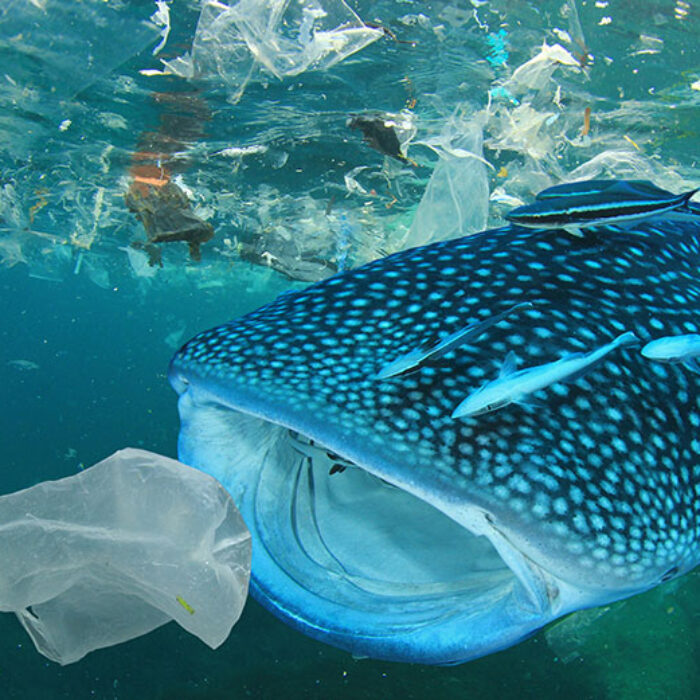 whale shark eating plastic in ocean
