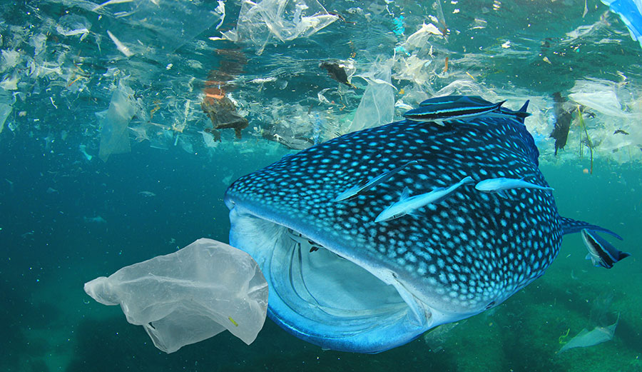 whale shark eating plastic in ocean