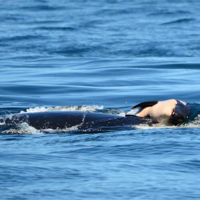 orca whale, killer whale, dead calf