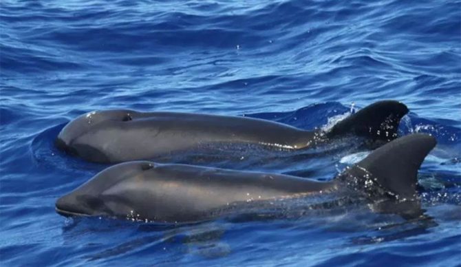 Wolphin is a mix of a rough-toothed dolphin and a melon-headed whale