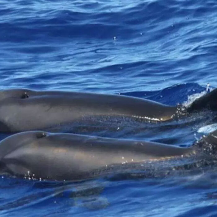 Wolphin is a mix of a rough-toothed dolphin and a melon-headed whale