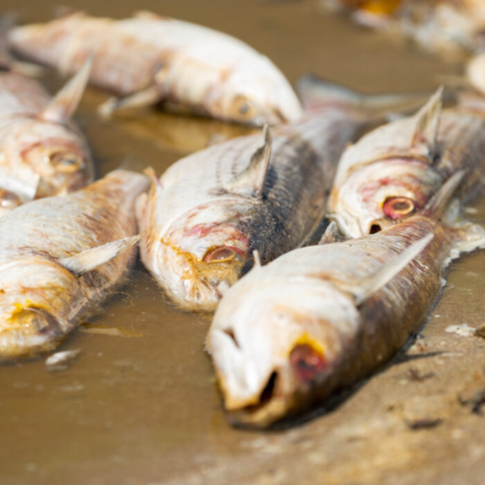 Hundreds of dead fish were found floating in Malibu Lagoon late last week. The cause is still unknown. Photo: Tyler Schiffman