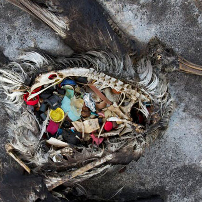 A black footed albatross chick with plastics in its stomach lies dead on Midway Atoll in the Northwestern Hawaiian Islands. Midway sits amid a collection of man-made debris called the Great Pacific Garbage Patch. Along the paths of Midway, there are piles of feathers with rings of plastic in the middle - remnants of birds that died with the plastic in their guts. Dan Clark/USFWS via AP