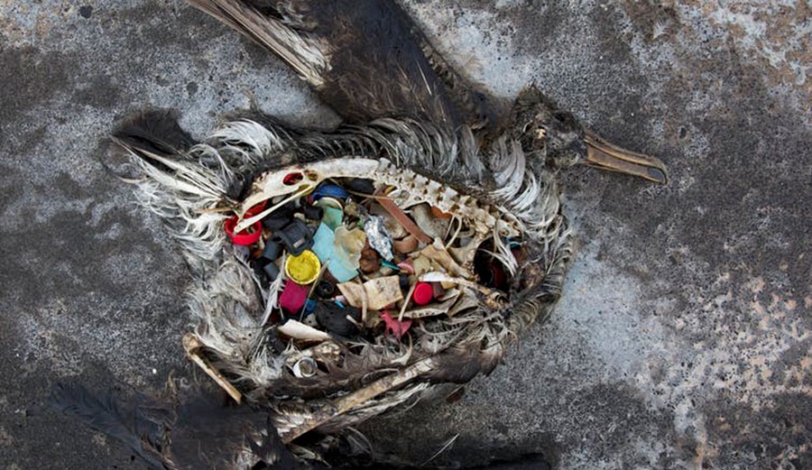 A black footed albatross chick with plastics in its stomach lies dead on Midway Atoll in the Northwestern Hawaiian Islands. Midway sits amid a collection of man-made debris called the Great Pacific Garbage Patch. Along the paths of Midway, there are piles of feathers with rings of plastic in the middle - remnants of birds that died with the plastic in their guts. Dan Clark/USFWS via AP