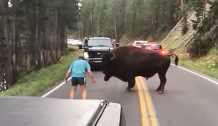 bison harassing man at Yellowstone National Park