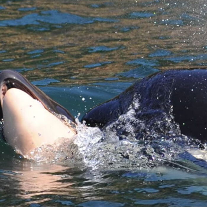 killer whale orca mother with dead calf