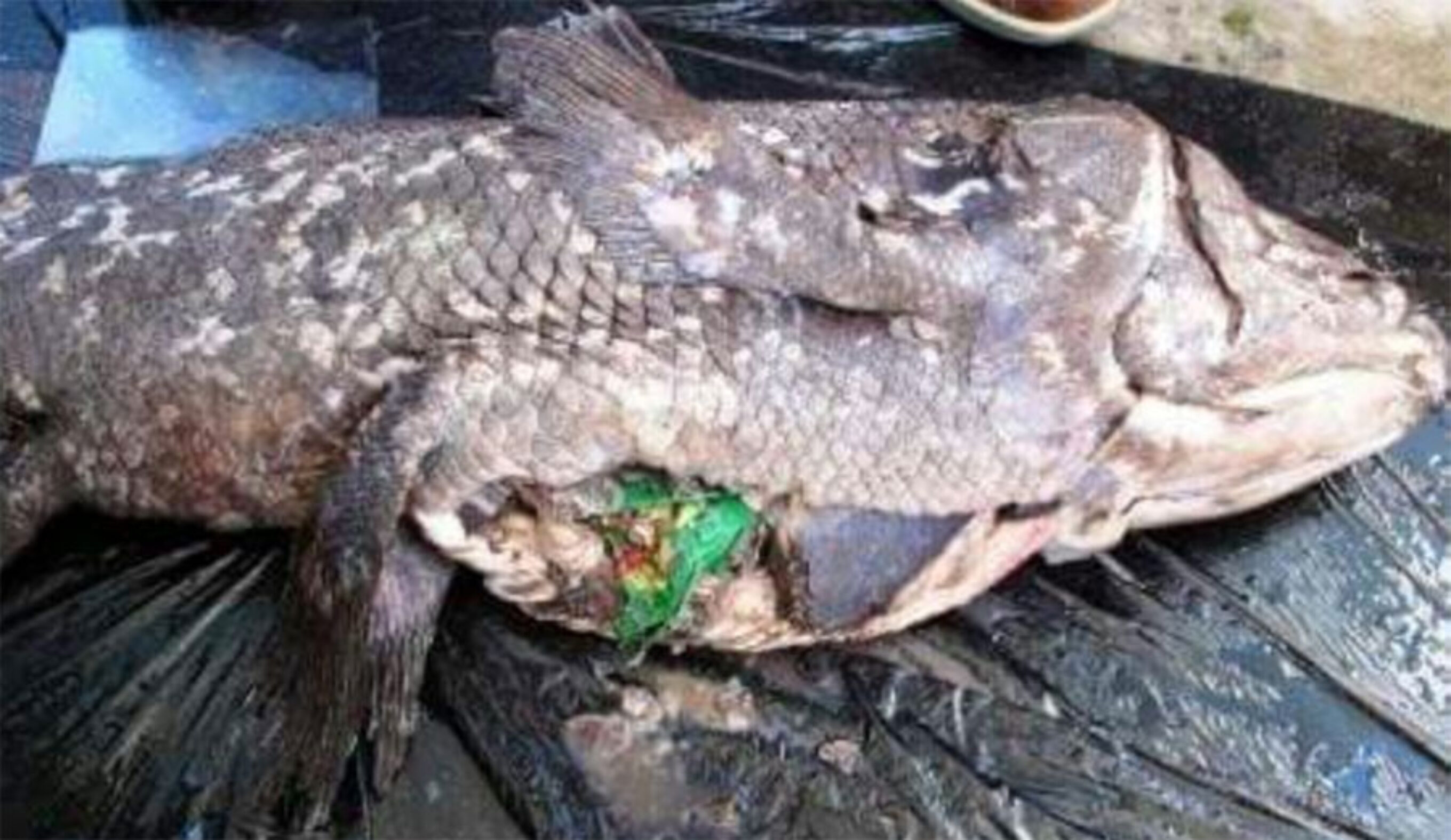 coelacanth eating lays chip bag