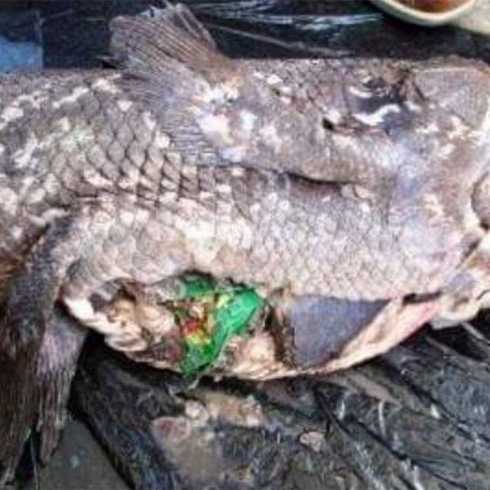 coelacanth eating lays chip bag