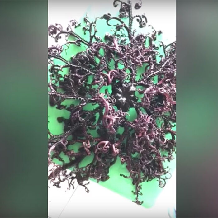 A Vietnamese tour guide found this baffling creature in late July.