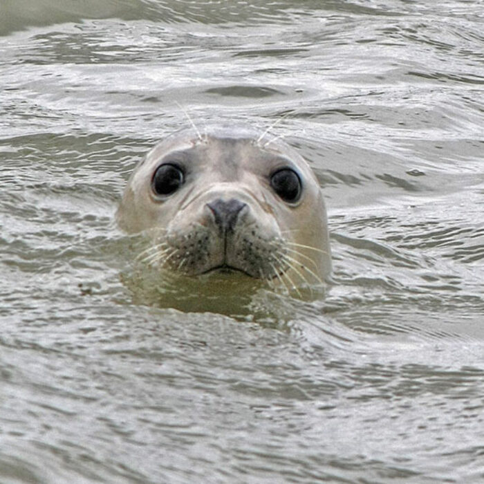 A Flickr image of a seal taken at Scotland’s Forvie nature reserve.