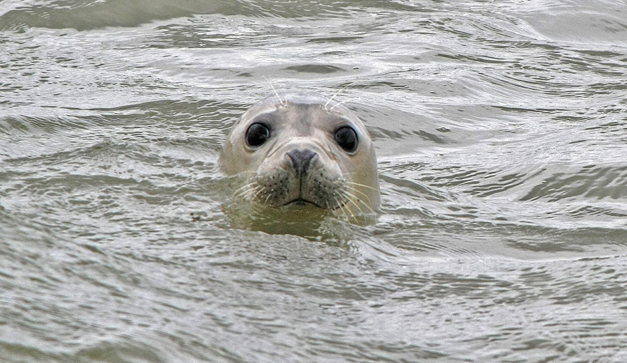A Flickr image of a seal taken at Scotland’s Forvie nature reserve.