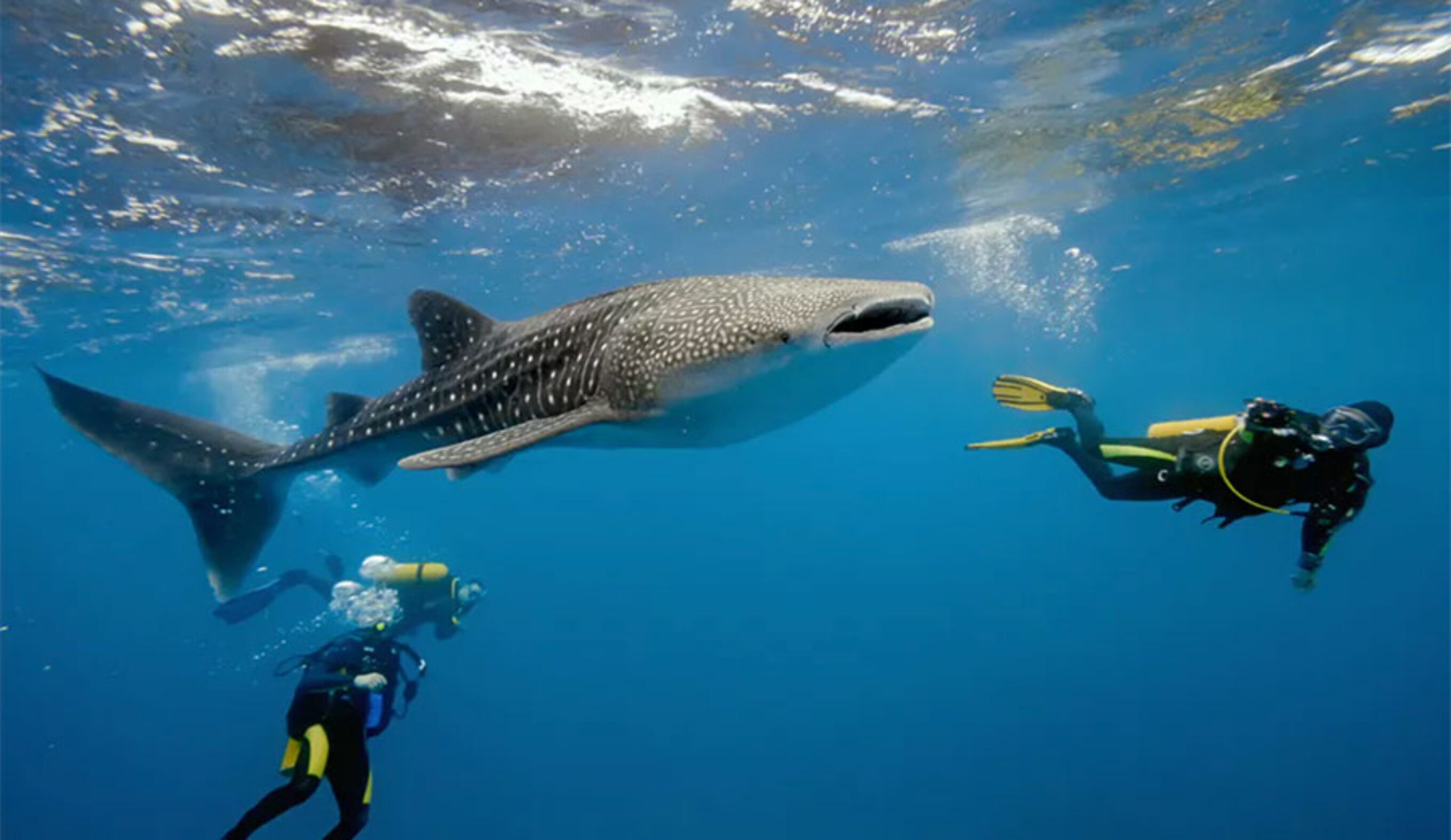 Whale sharks are the largest living fish. Shutterstock