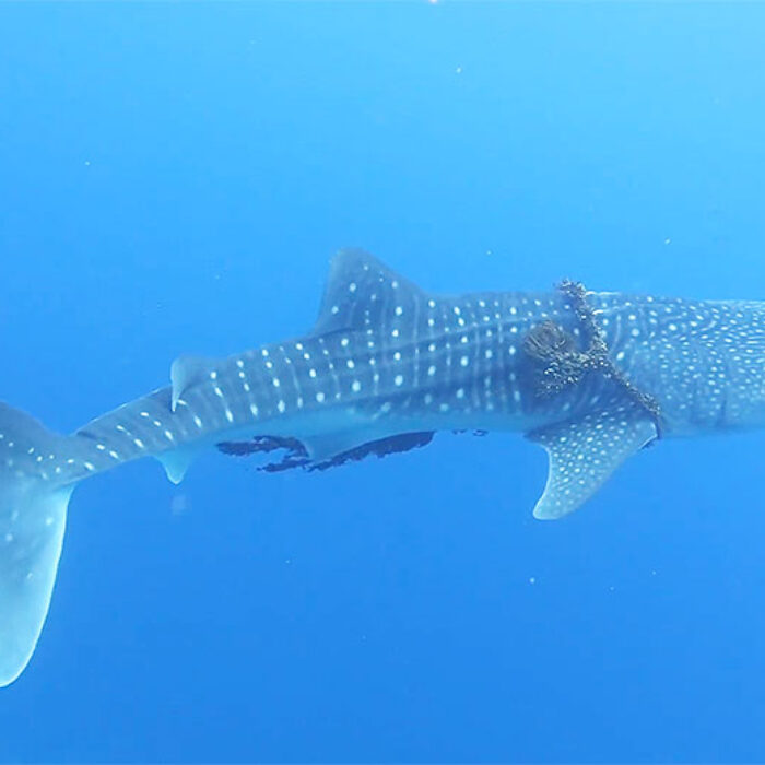 Snorkelers free whale shark from fishing line in Hawaii