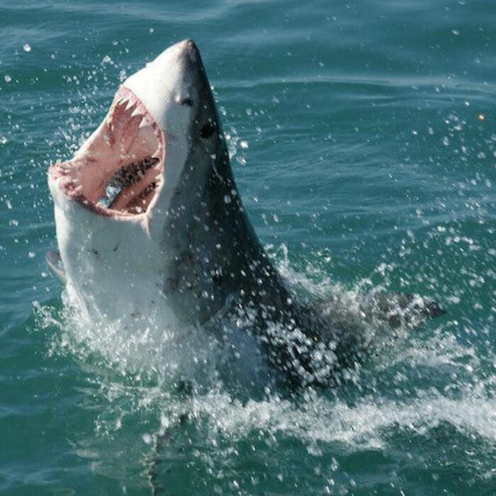 A bodyboarder was killed in a shark attack off Cape Cod, Massachusetts earlier this year. How that community responds to a growing population of sharks, though, remains to be seen. Photo: Flickr/travelbagltd