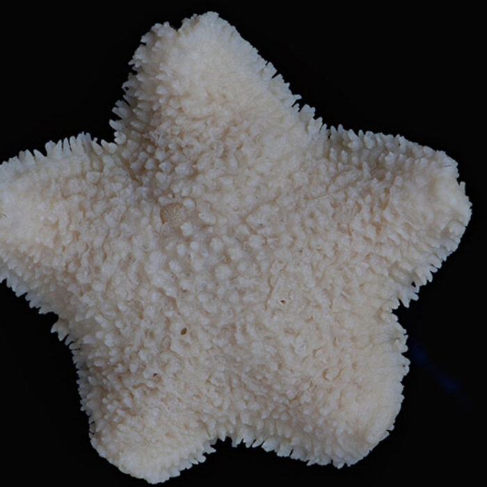 Derwent River sea star extinction
