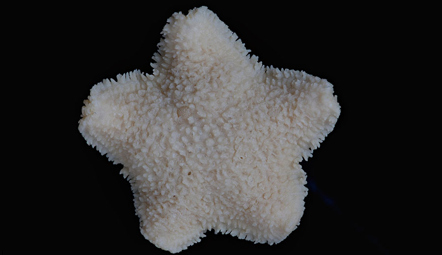 Derwent River sea star extinction