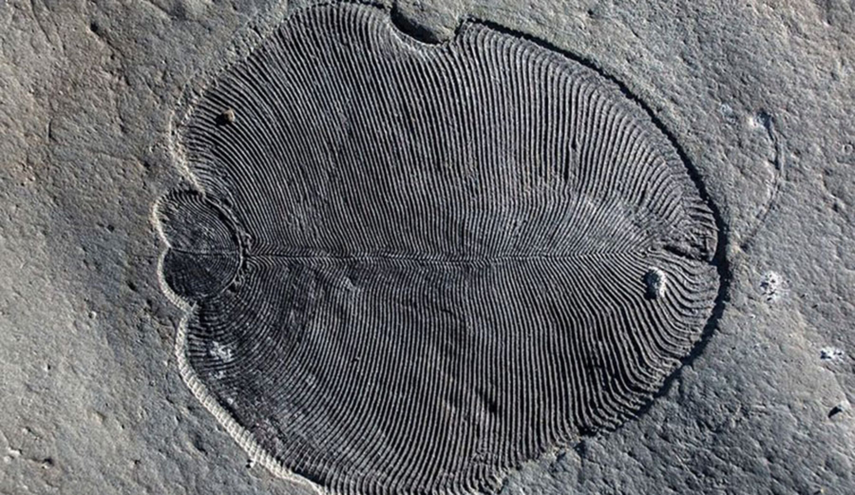 Dickinsonia lived 558 million years ago in the ocean.