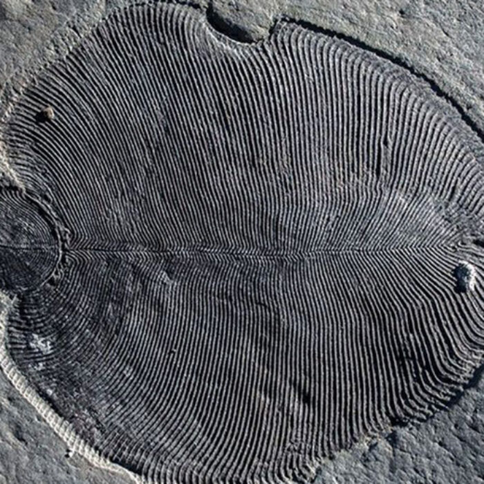 Dickinsonia lived 558 million years ago in the ocean.