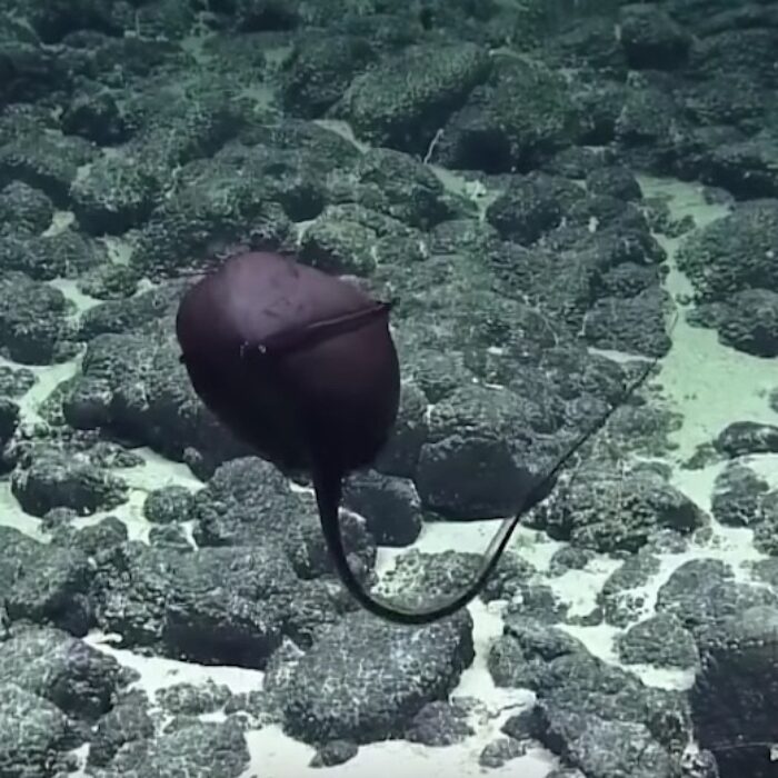 The E/V Nautilus stumbled on a gulper eel recently, and their commentary is hilarious.