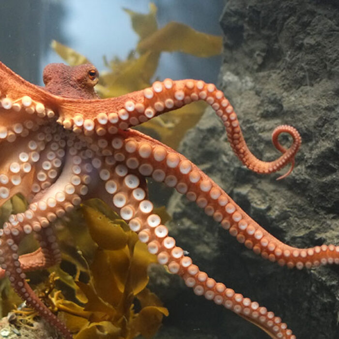 Octopus