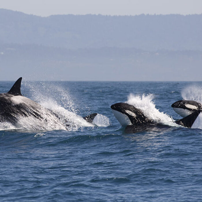 Killer Whales and Orcas