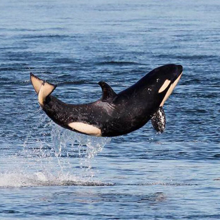 Salish Sea orca J50, or “Scarlet” has been pronounced dead by researchers tracking her.