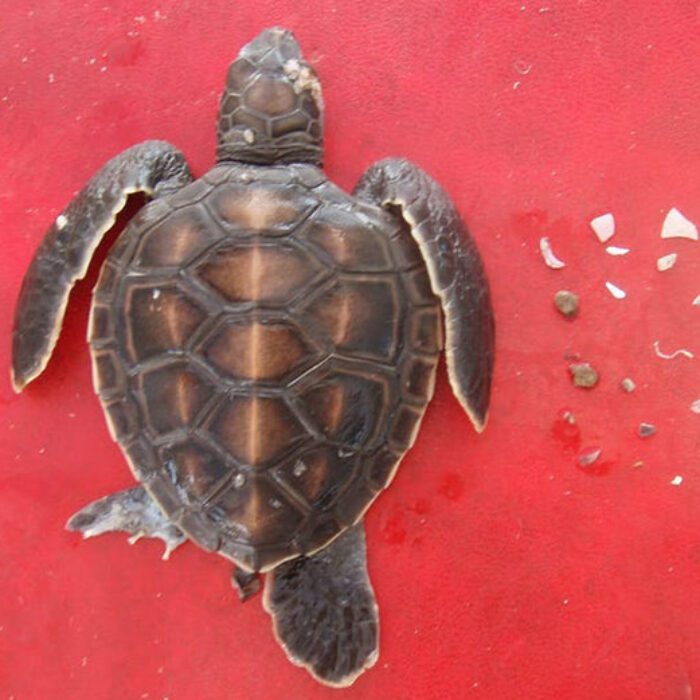 sea turtle hatchling eating plastic