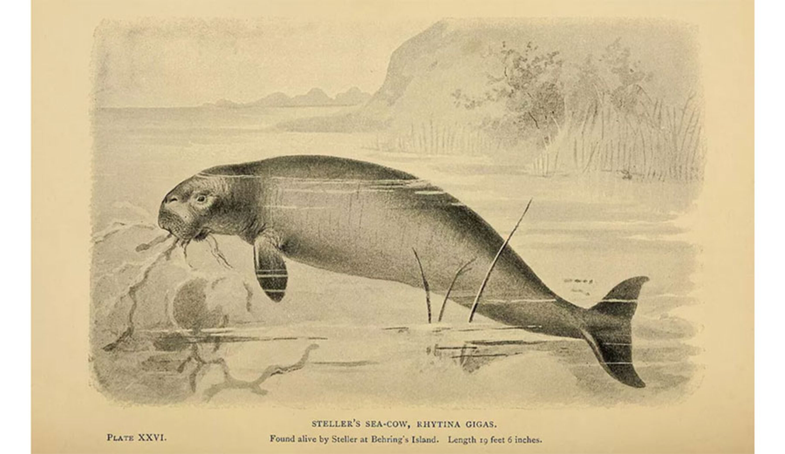 Steller’s Sea Cow