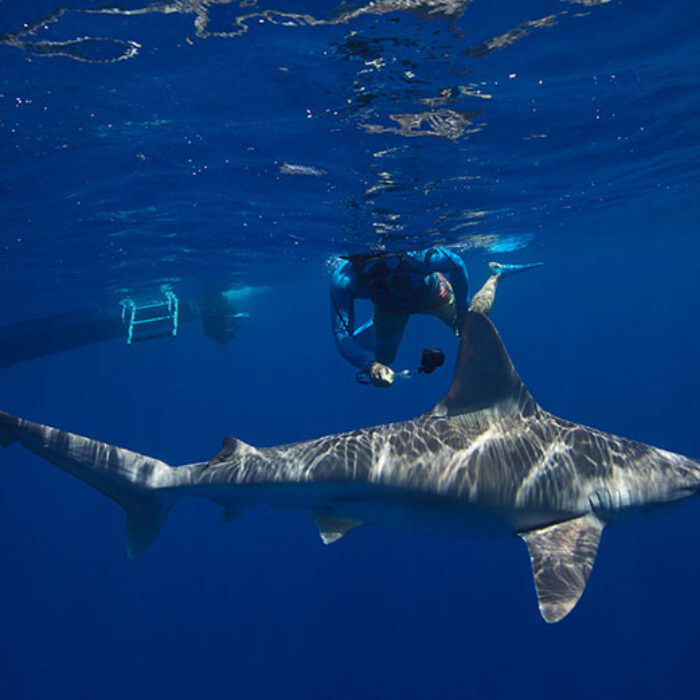 Diving with sharks