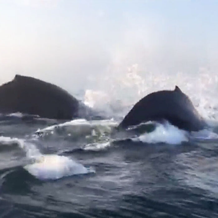 Humpback whales breaching
