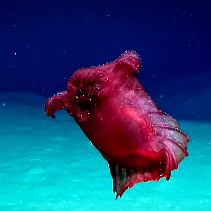 Headless Chicken Monster, Gizmodo, Antarctica