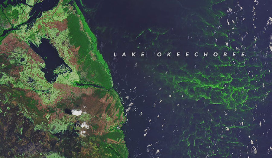 Algae is clearly visible in this satellite image of southwestern Lake Okeechobee, taken July 15, 2018. NASA Earth Observatory
