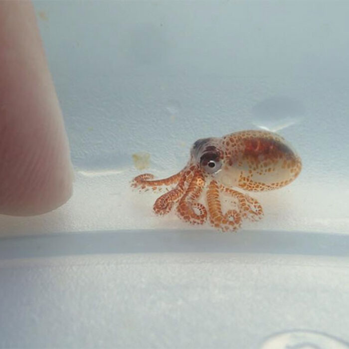 Tiny day octopus Hawaii