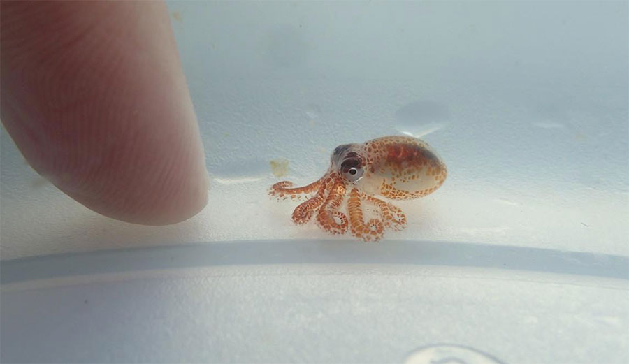 Tiny day octopus Hawaii