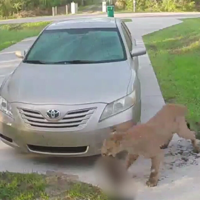 Florida Panther, wildlife, Collier County, domestic pets, people, humans