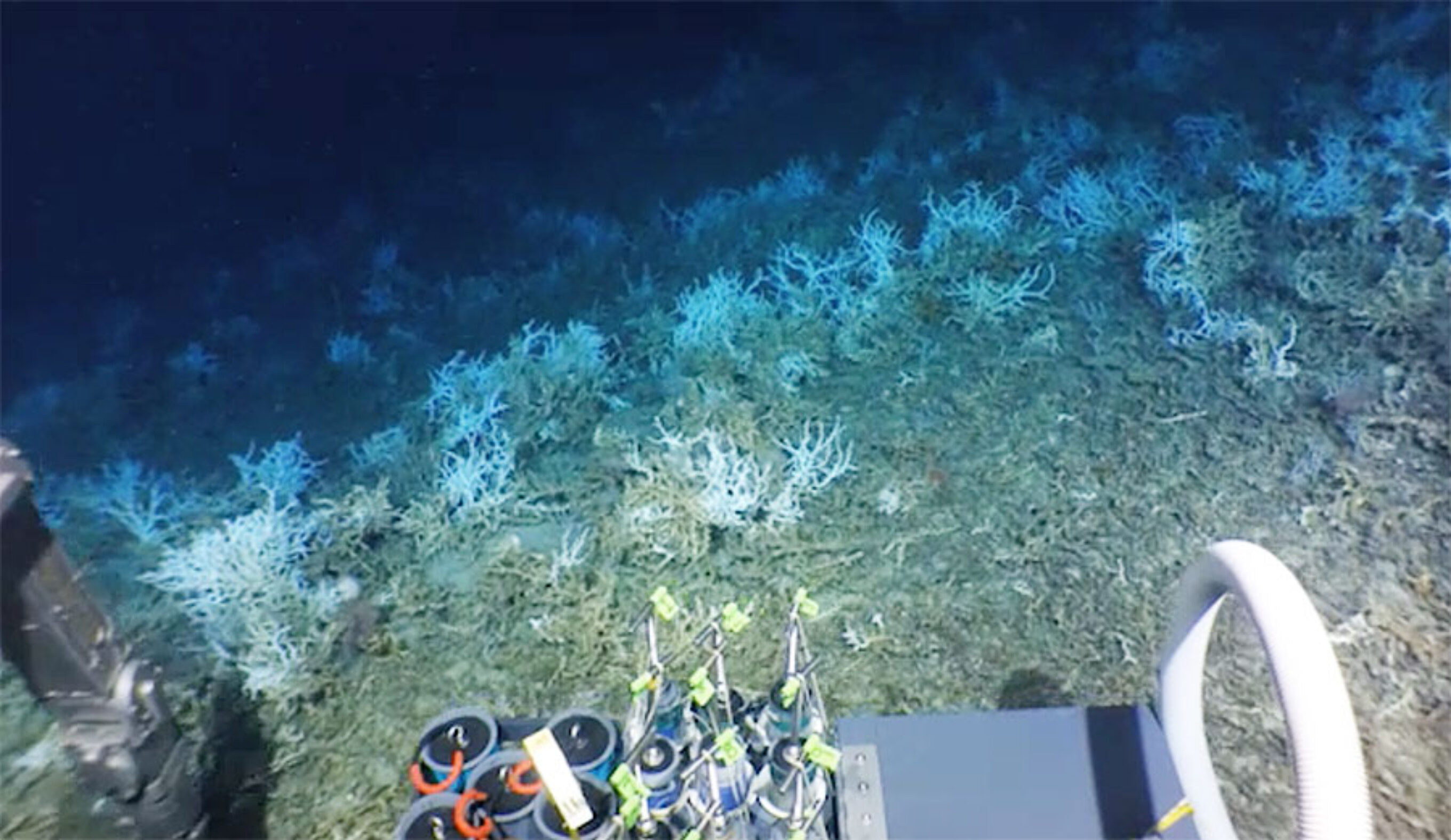The 85-mile-long reef was discovered off the coast of Georgia and South Carolina. Image: NOAA