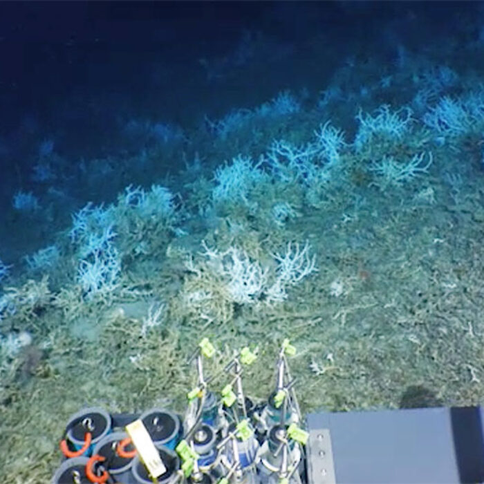 The 85-mile-long reef was discovered off the coast of Georgia and South Carolina. Image: NOAA