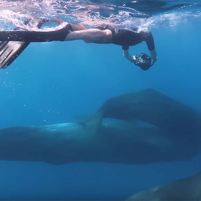 Humans could learn a lot from sperm whales, if only we'd be willing to listen.