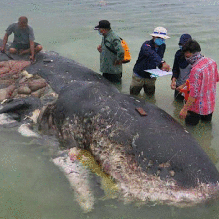 A dead sperm whale washed up in an Indonesian national park on Monday. The animal had ingested 13 pounds of plastic. Photo: WWF Indonesia/Kartika Sumolang