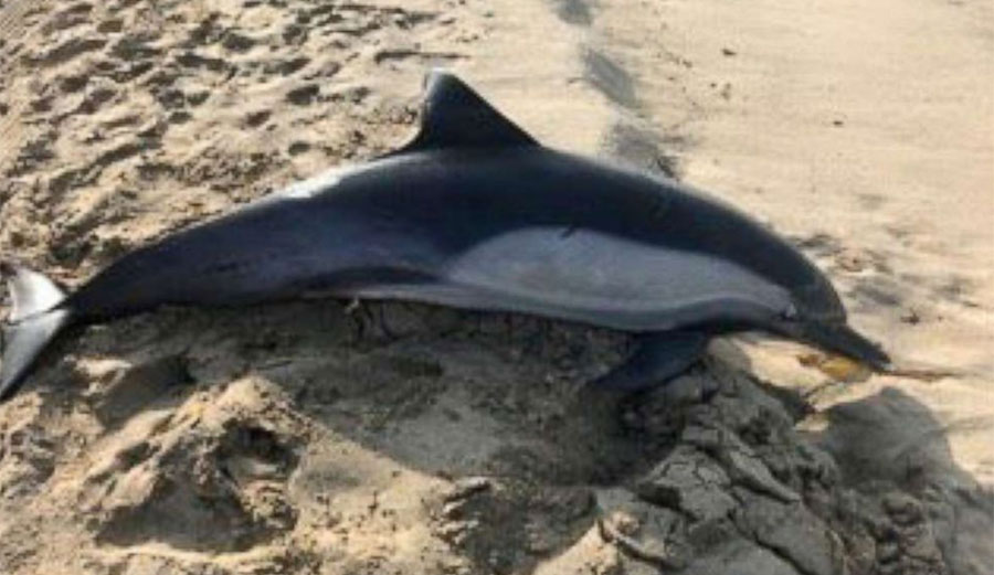 Dead dolphin Manhattan Beach, California