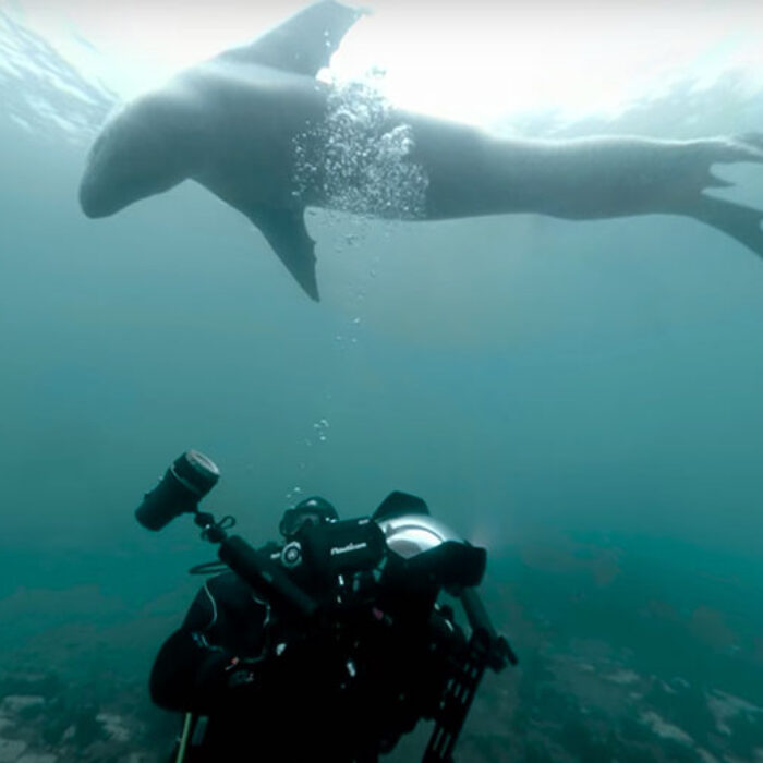 Leopard seal
