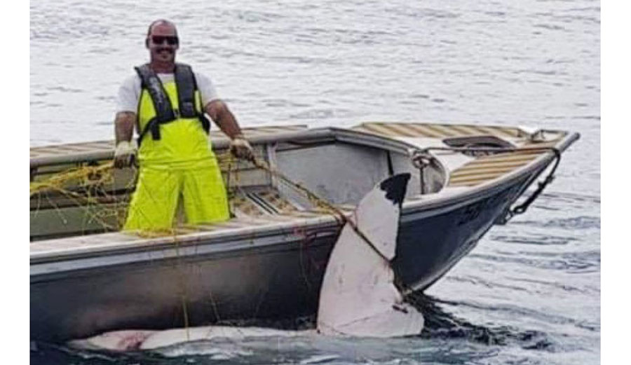 great white shark was found in a shark net in NSW.