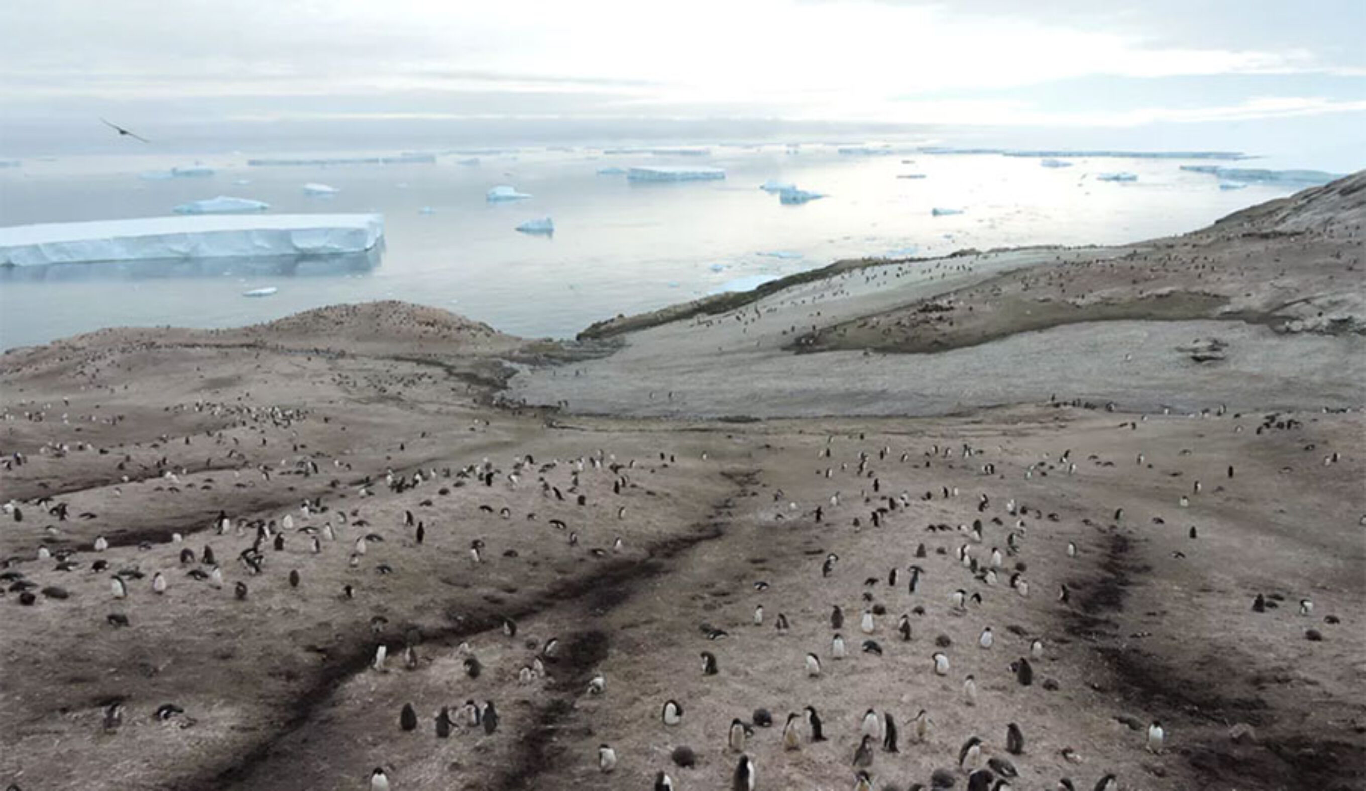 Antarctica