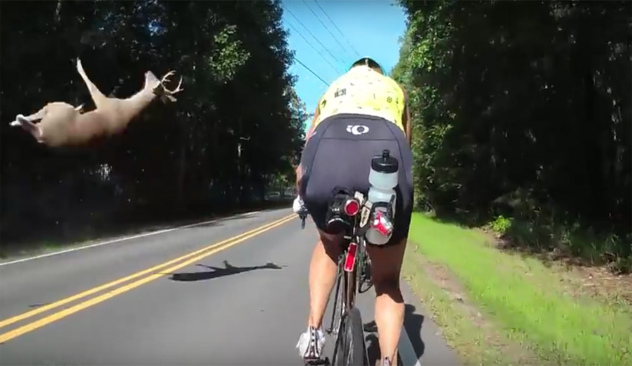 Deer hit by car misses cyclist