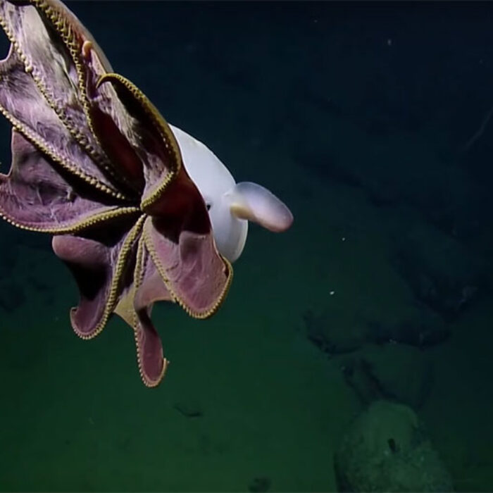 dumbo octopus at Davidson seamount