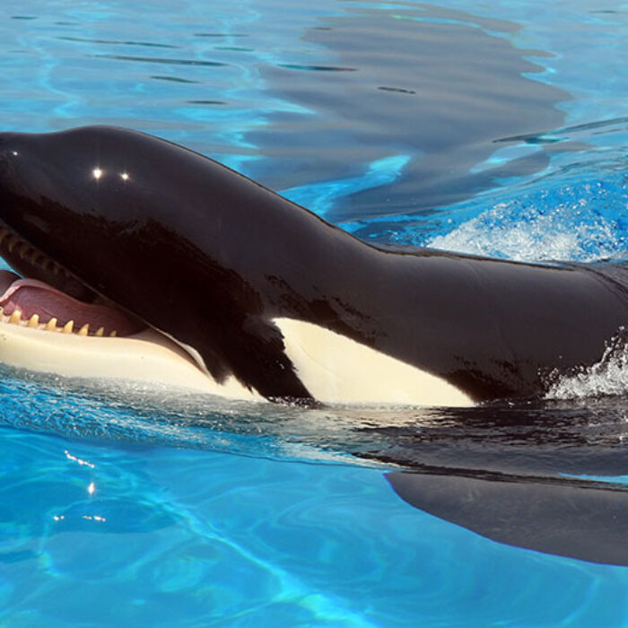 Killer whale orca