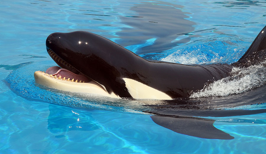 Killer whale orca